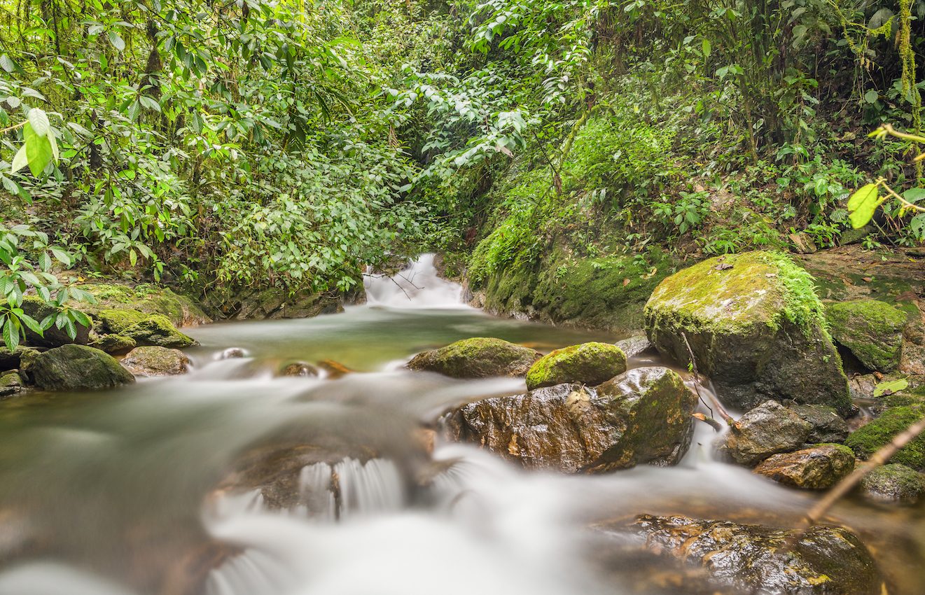 Rainforest diet may promote healthier digestion among children