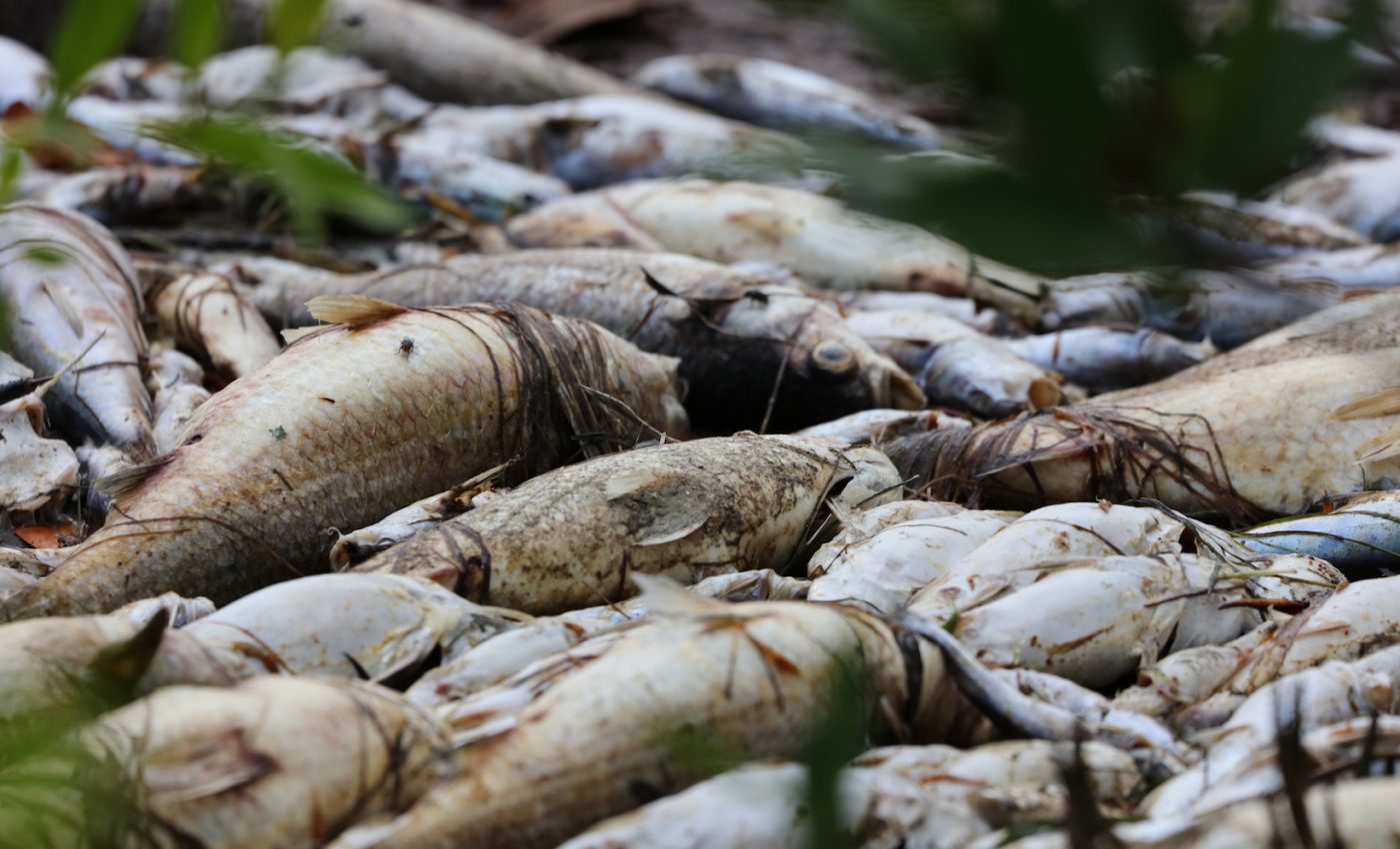 Red tide is crushing the economy in southwest Florida communities