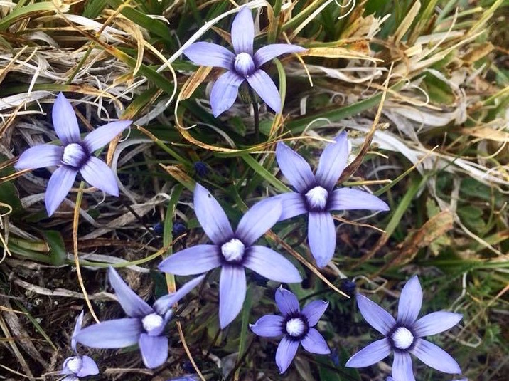 Climate change may be moving too fast for some species to keep up