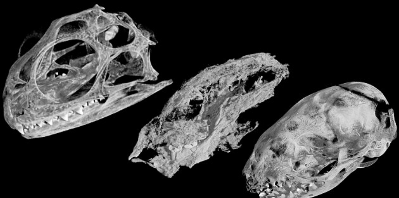 Mammals evolved to have more brain power instead of more babies