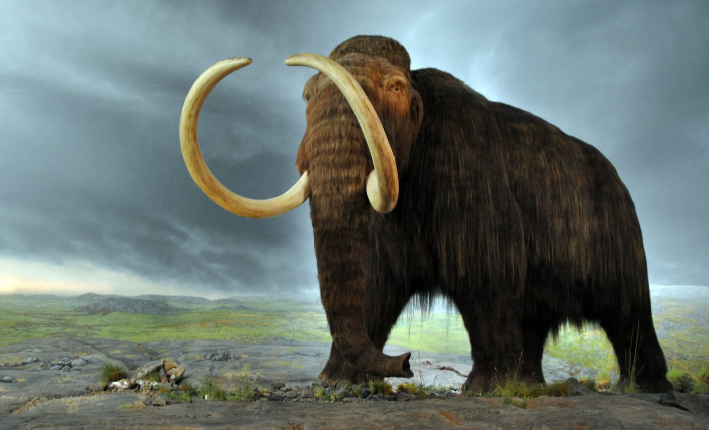 Russian research project plans to clone the woolly mammoth