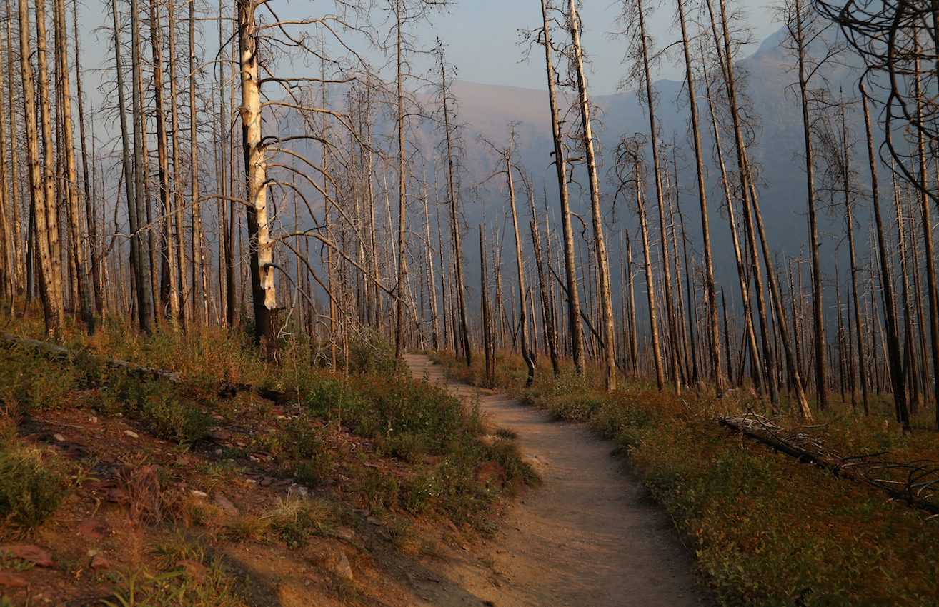 During drought, plants, soil, and water communicate