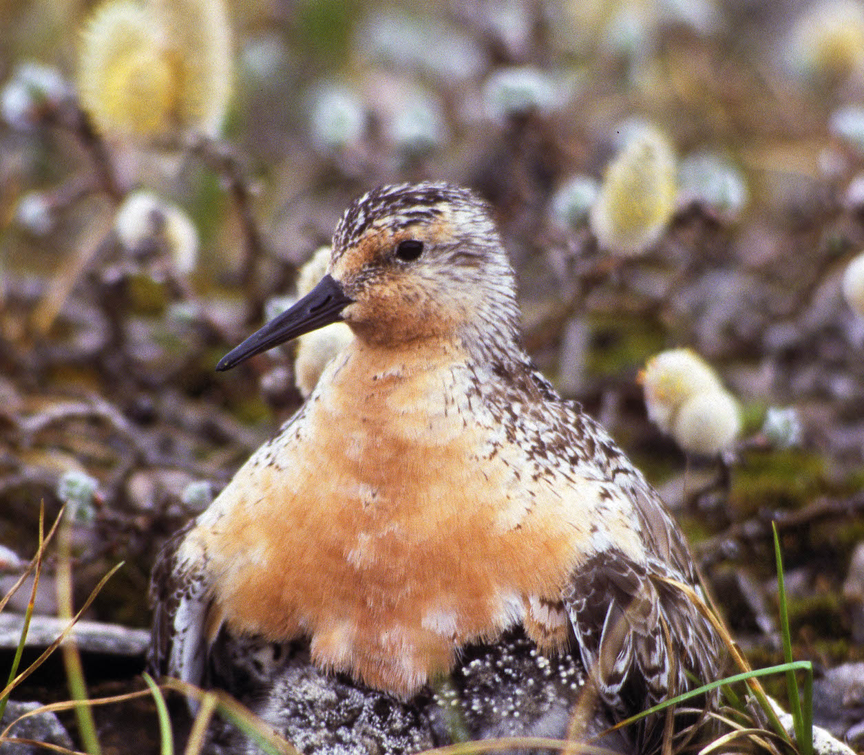 Endangered shorebirds have enough space to breed… for now