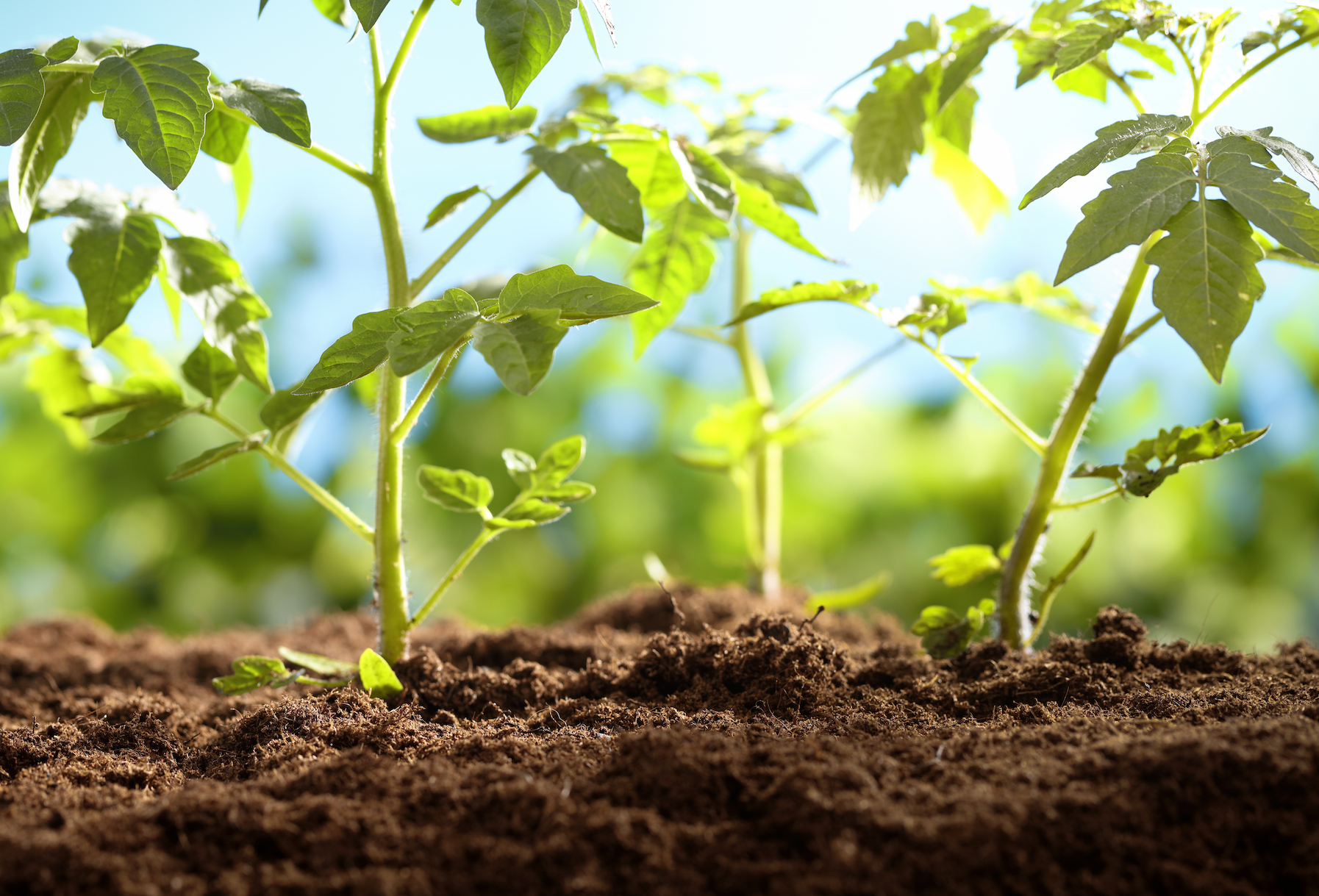 Warming temperatures have Earth’s soil expelling more CO2