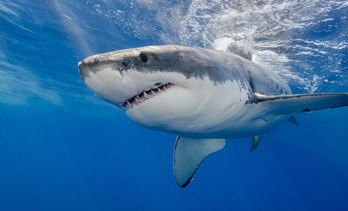 Great white shark sightings have exploded this summer in Cape Cod