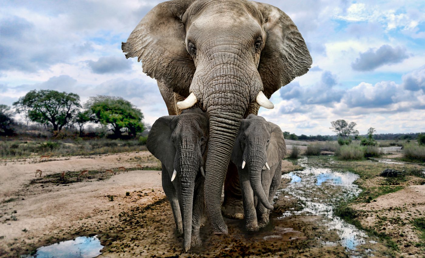 Artificial intelligence helping to protect African elephants