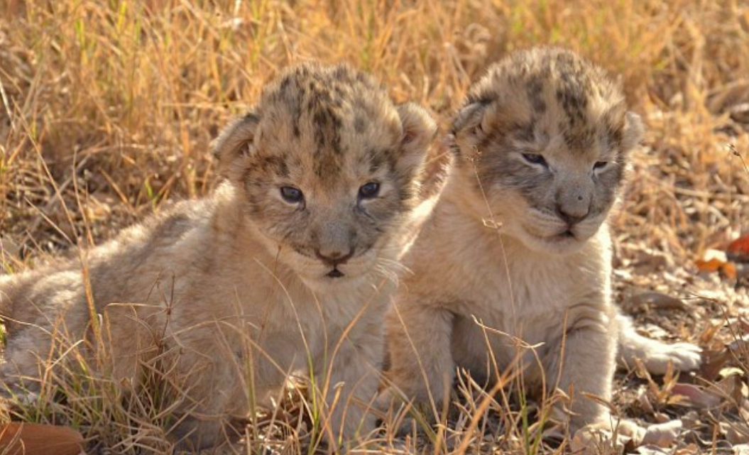Birth of first test-tube lion cubs could help save big cats