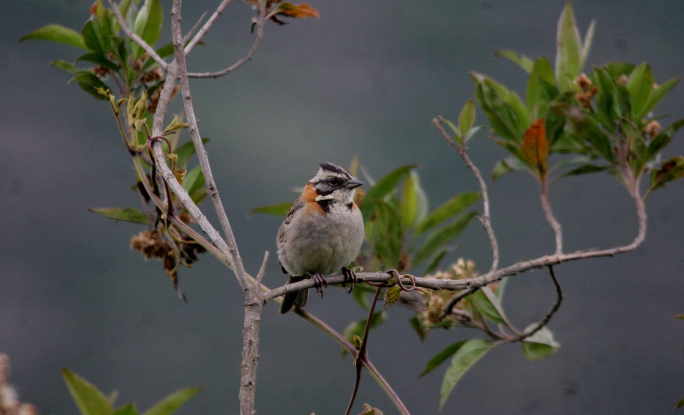 The rate of a bird’s life can be tracked to its feathers