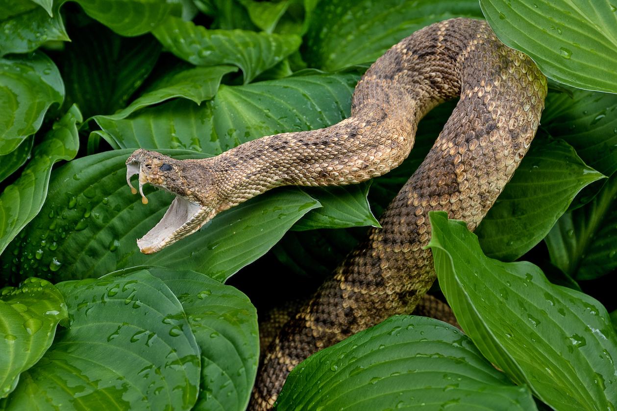A decrease in rainfall is actually linked to fewer snakebites
