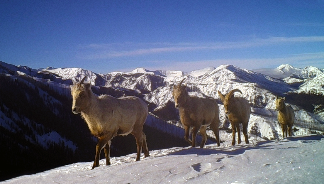 Migration is a shared cultural learning amongst big game animals