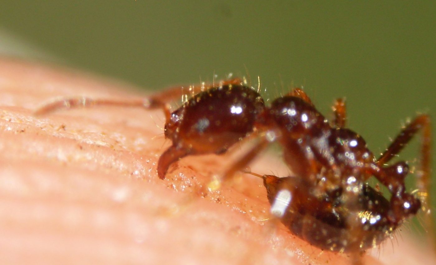 Venom proteins cause allergic response to fire ant stings