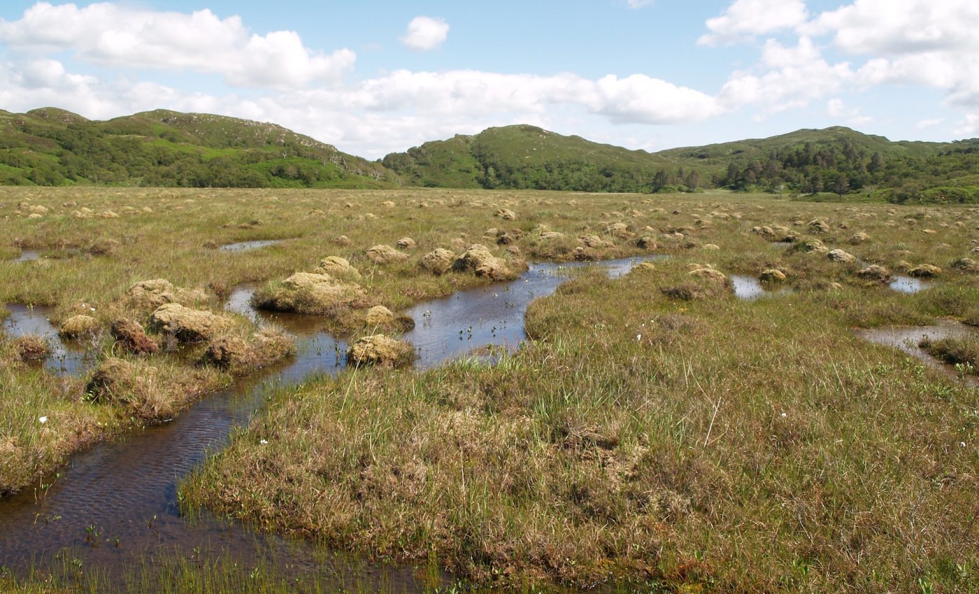 As temperatures rise, peatlands will store more carbon