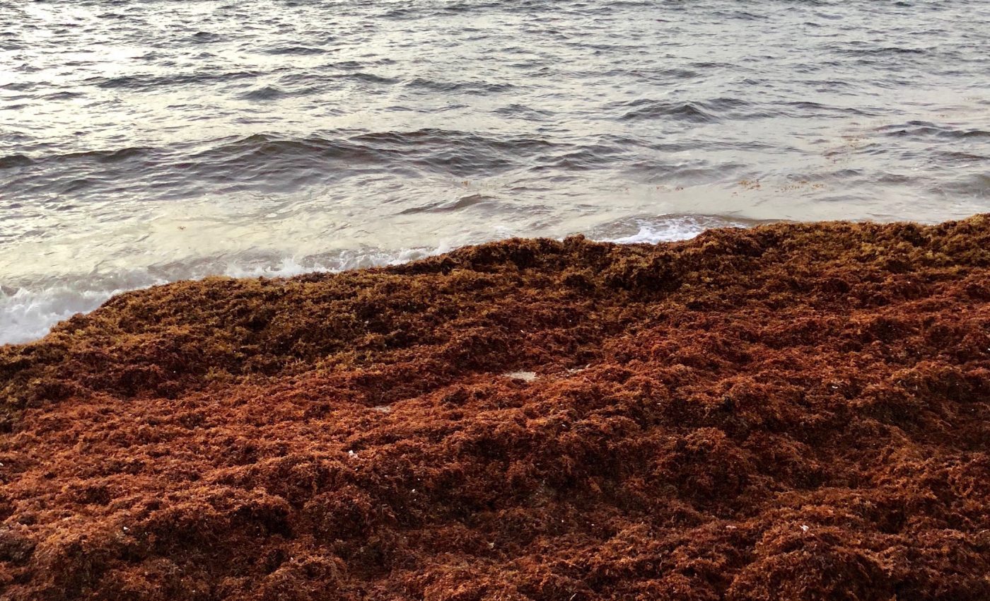Why so much seaweed has blanketed South Florida beaches this year