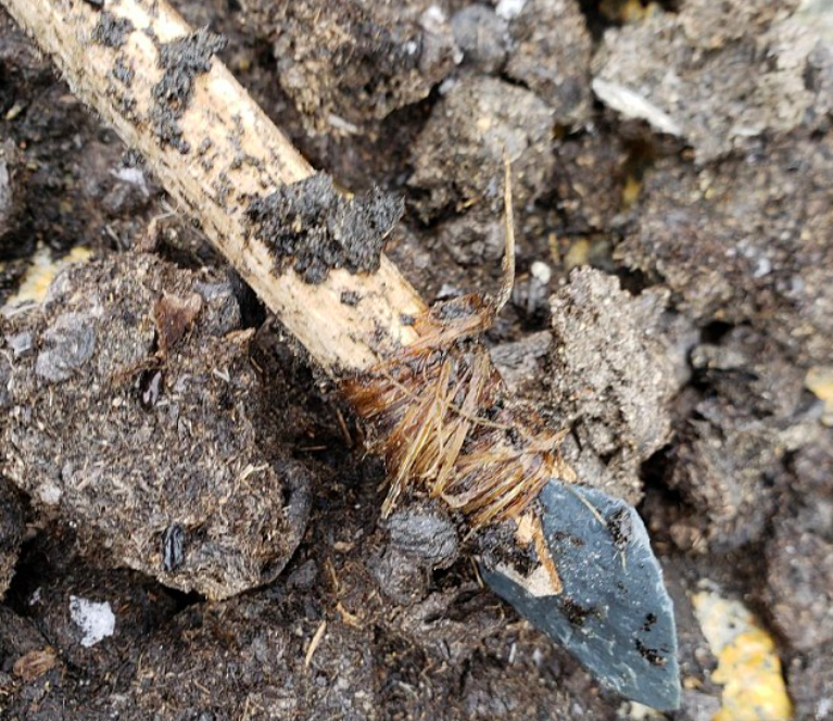 1,000 year-old spear dart found completely intact in the Yukon