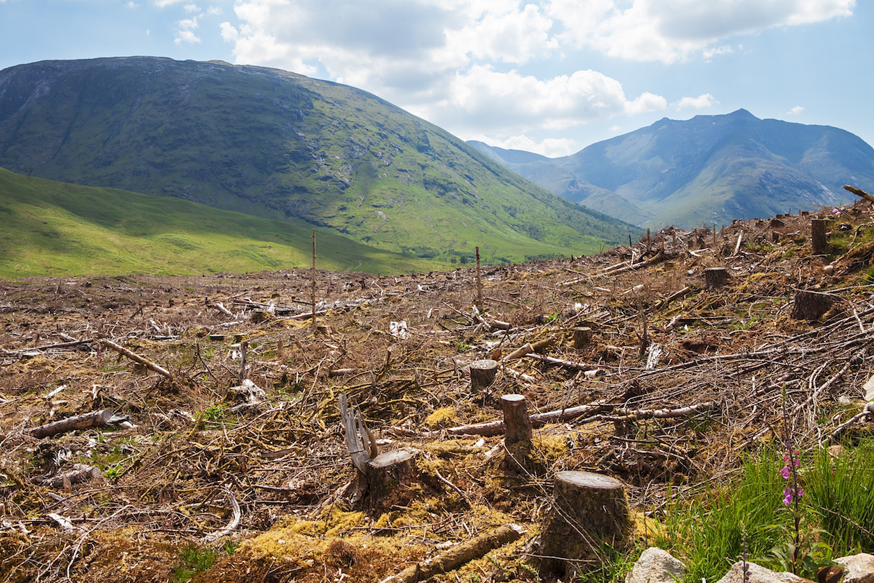 Europe using wood as biofuel will increase deforestation, warming