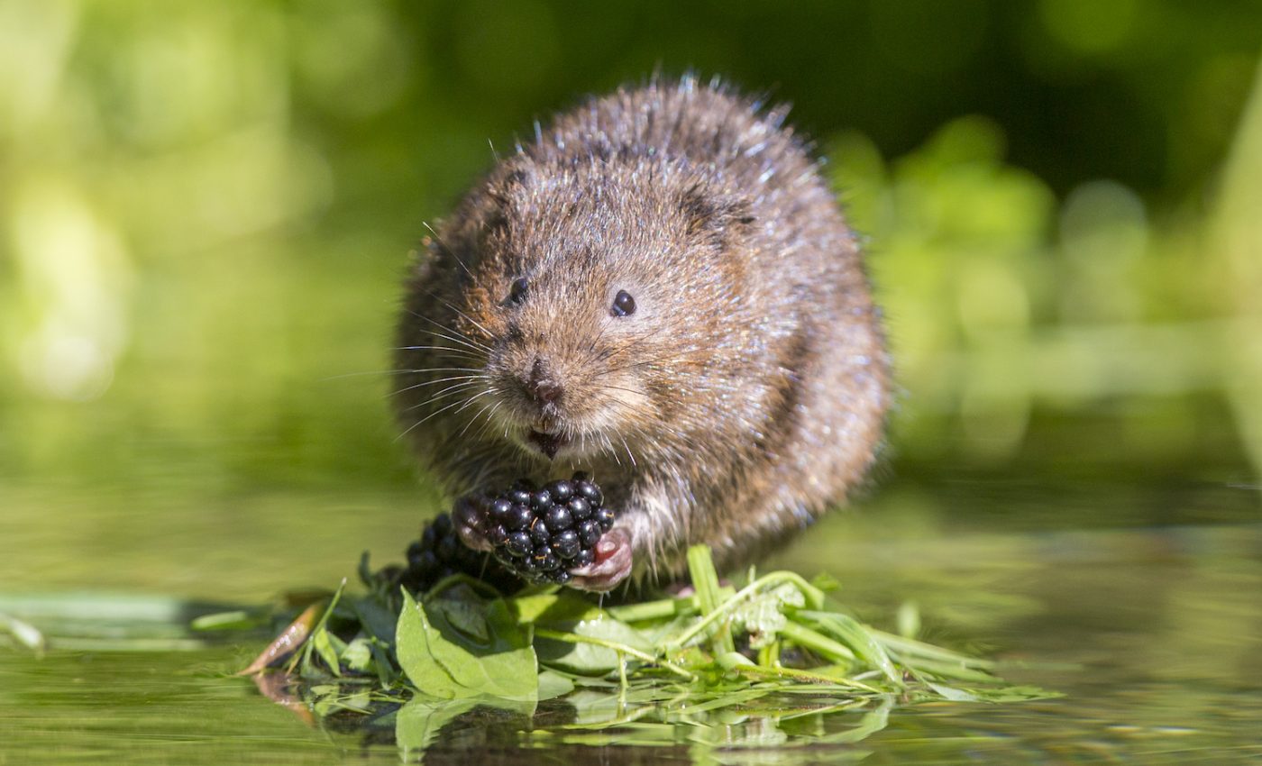 Endangered water voles are making a comeback in the UK