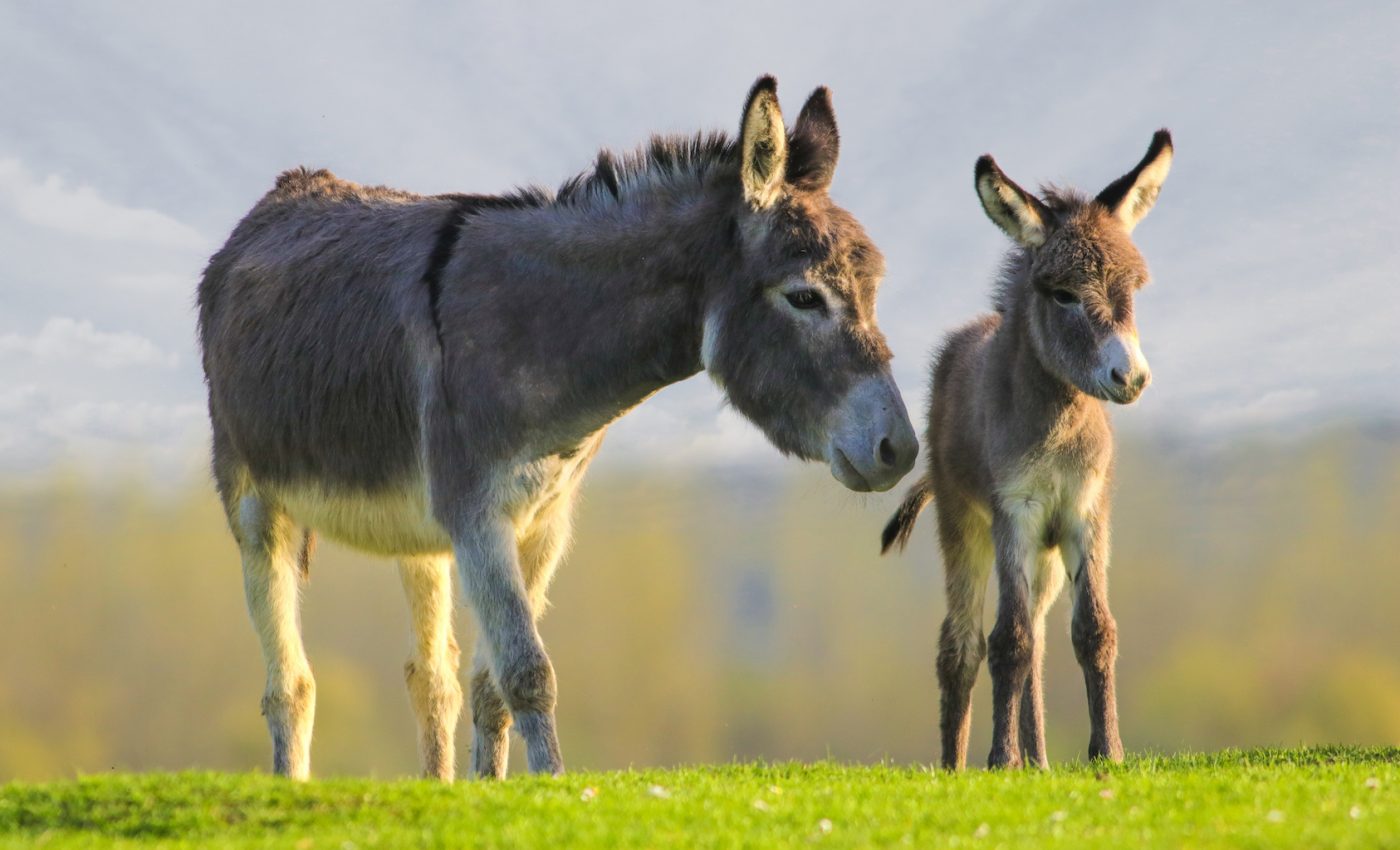 Increased demand for donkey skins has created a horrific market