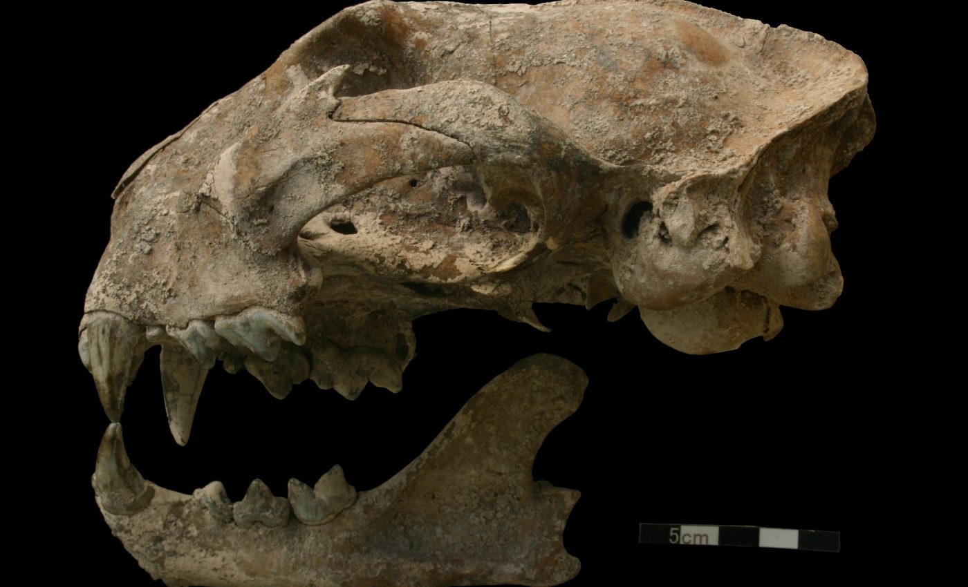 Wild animals were traded for rituals in ancient Mesoamerica