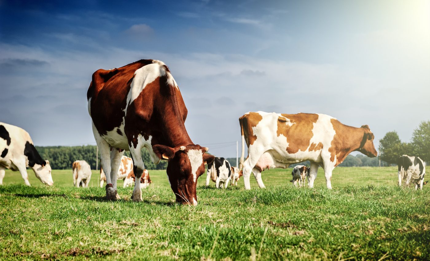 Cows may be helping to spread antibiotic-resistant superbugs