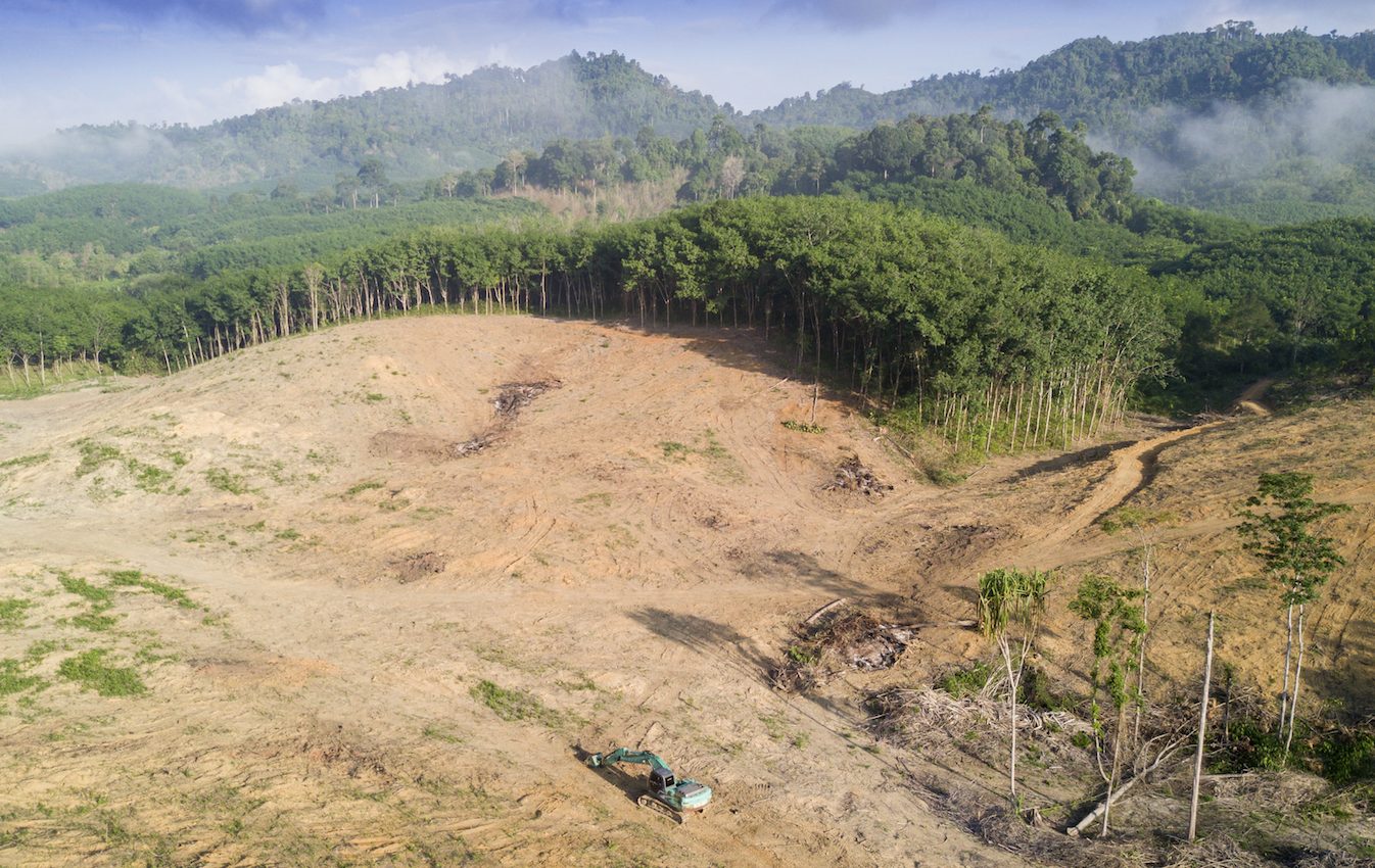 Permanent deforestation rate has not decreased since 2001