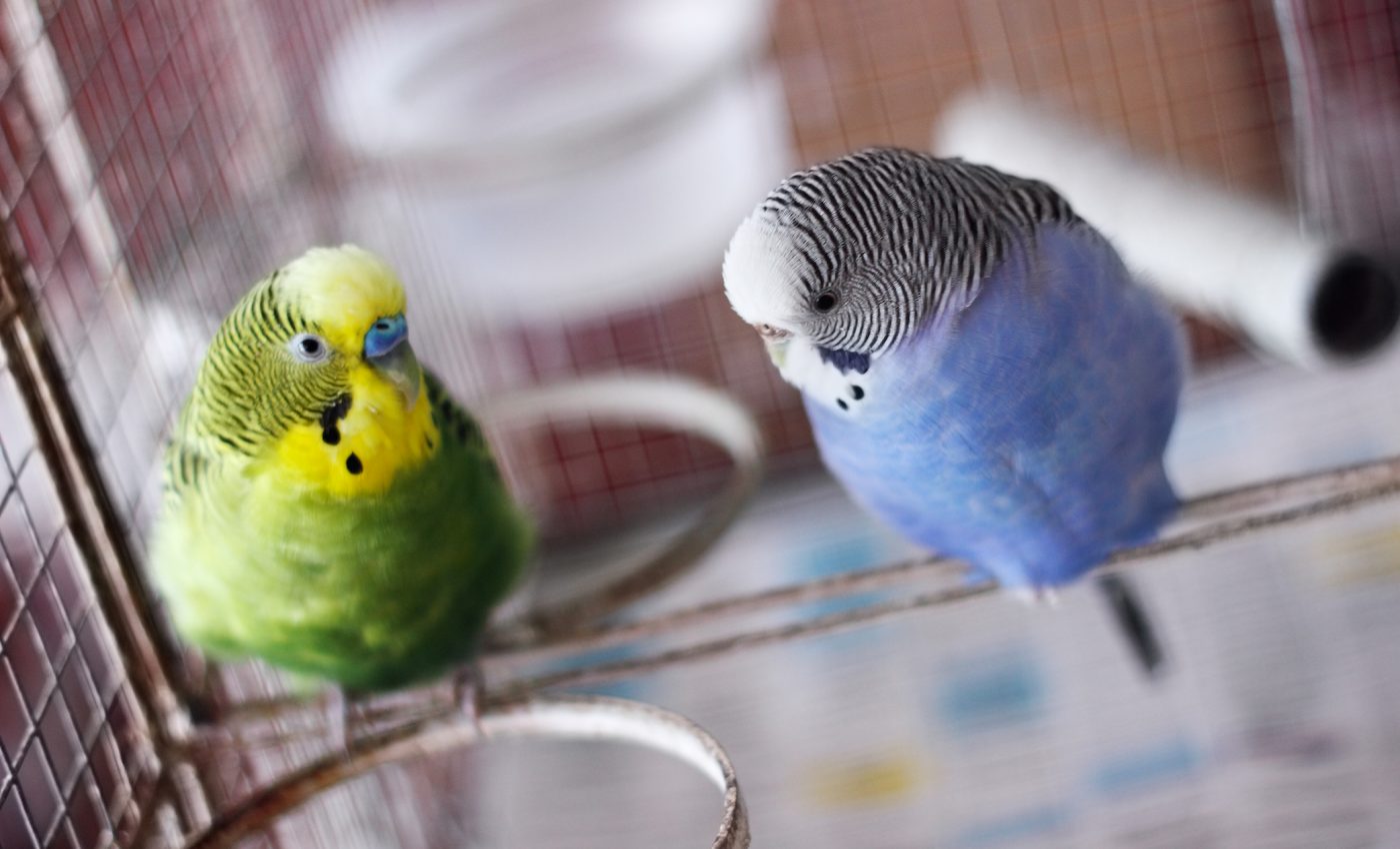 Birds are mass-bred in “bird mills” to become household pets