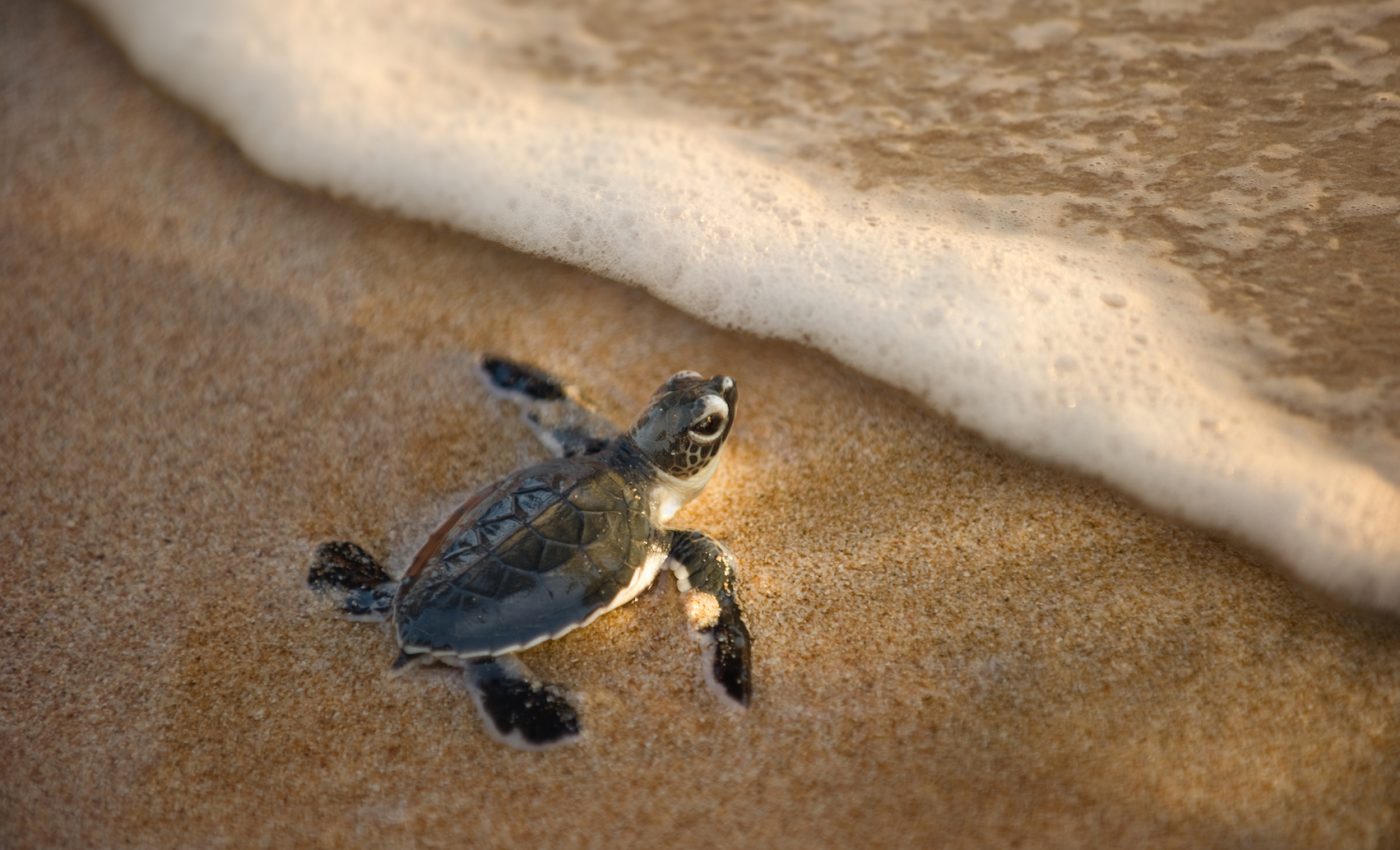 Baby sea turtles are dying at a shocking rate from plastic ingestion