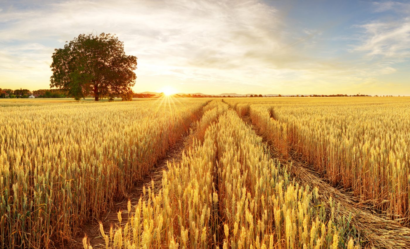 Organic farming can be harder on the environment than high-yield