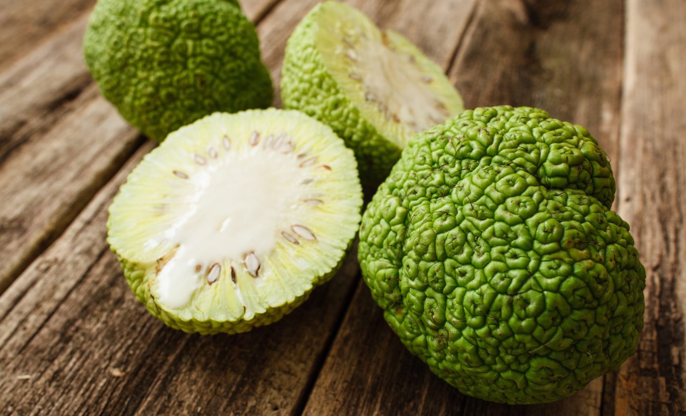 The curious case of the Osage orange and the megafauna extinction