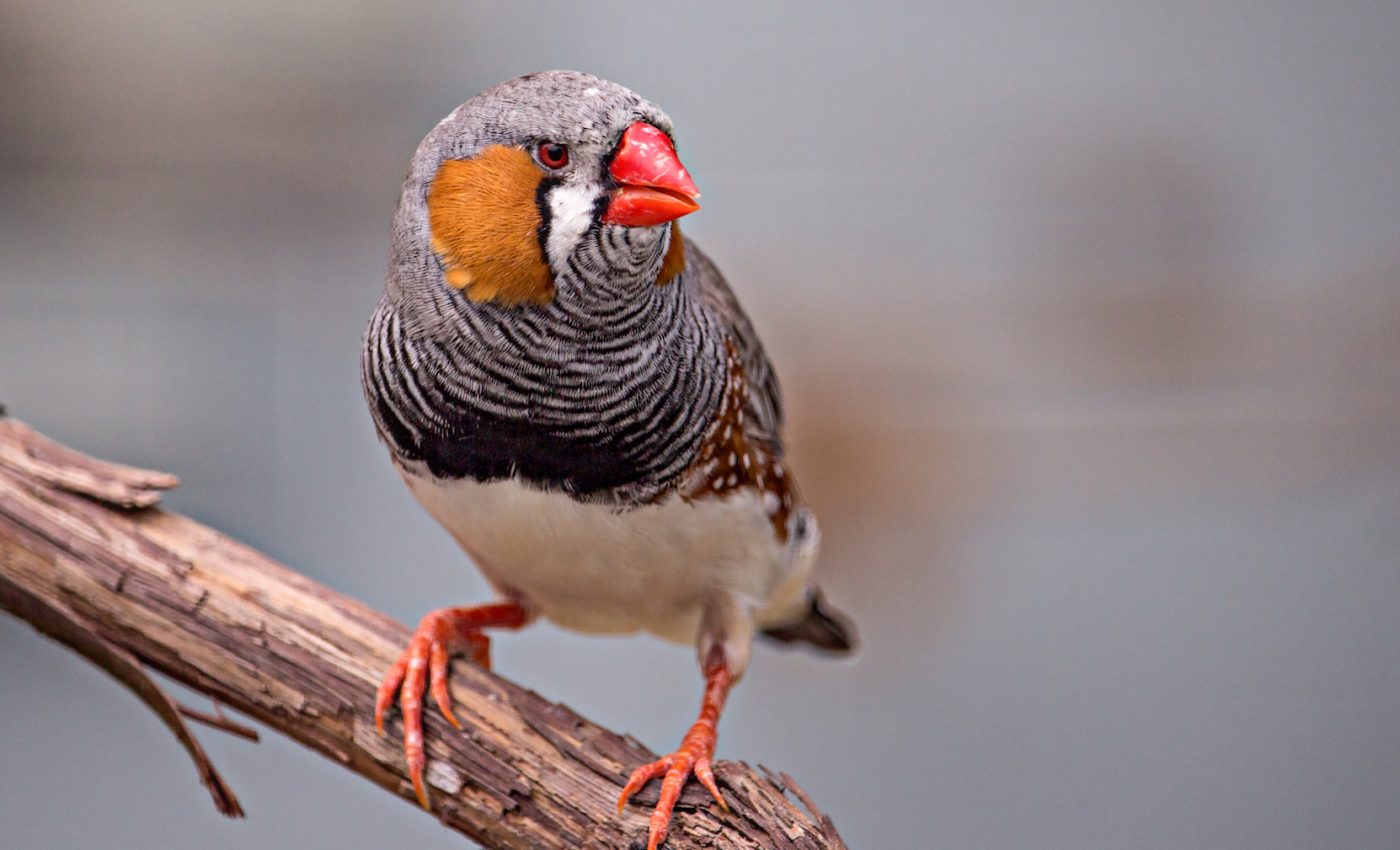 How do birds keep from getting too heavy to fly?