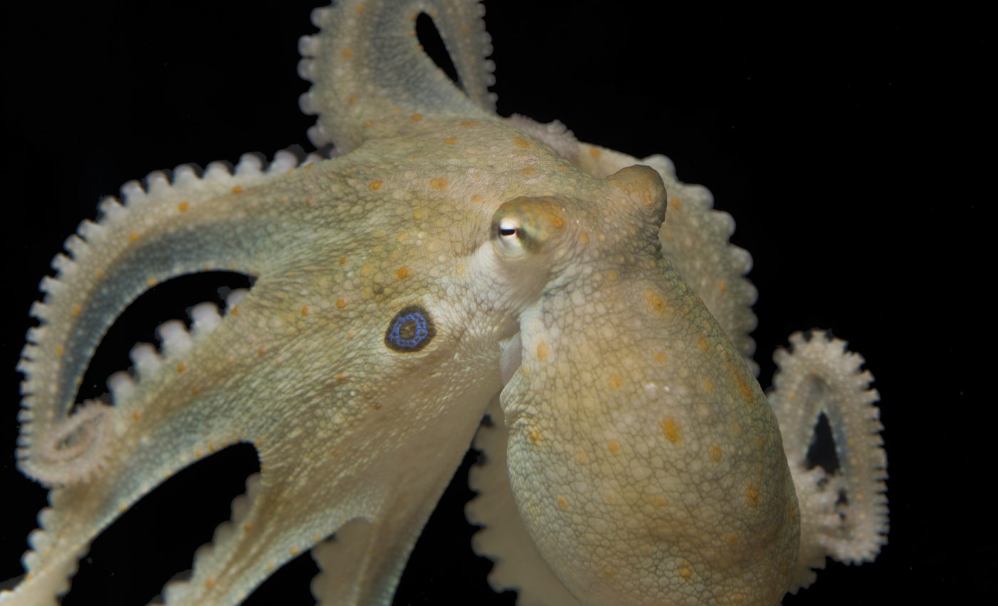Even octopuses become more social when on MDMA, study shows