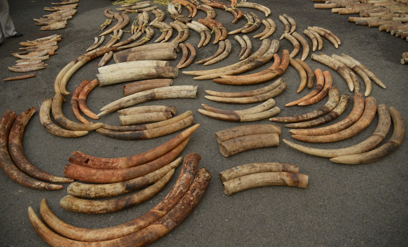 New DNA test of illegal ivory can track poachers responsible