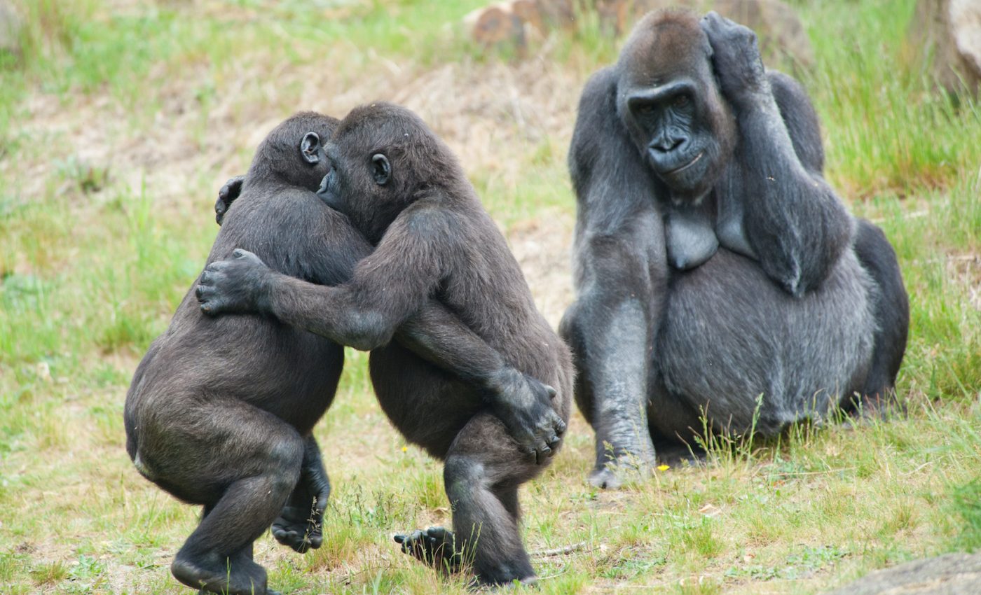 African mountain gorillas develop long-lasting friendships