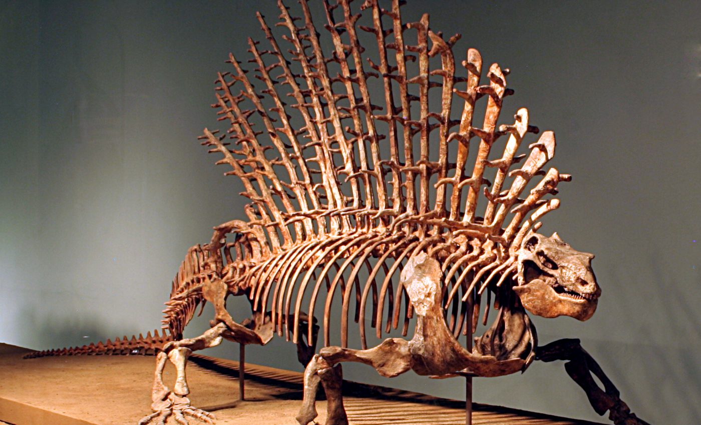 How ancient mammals evolved such adaptable backbones