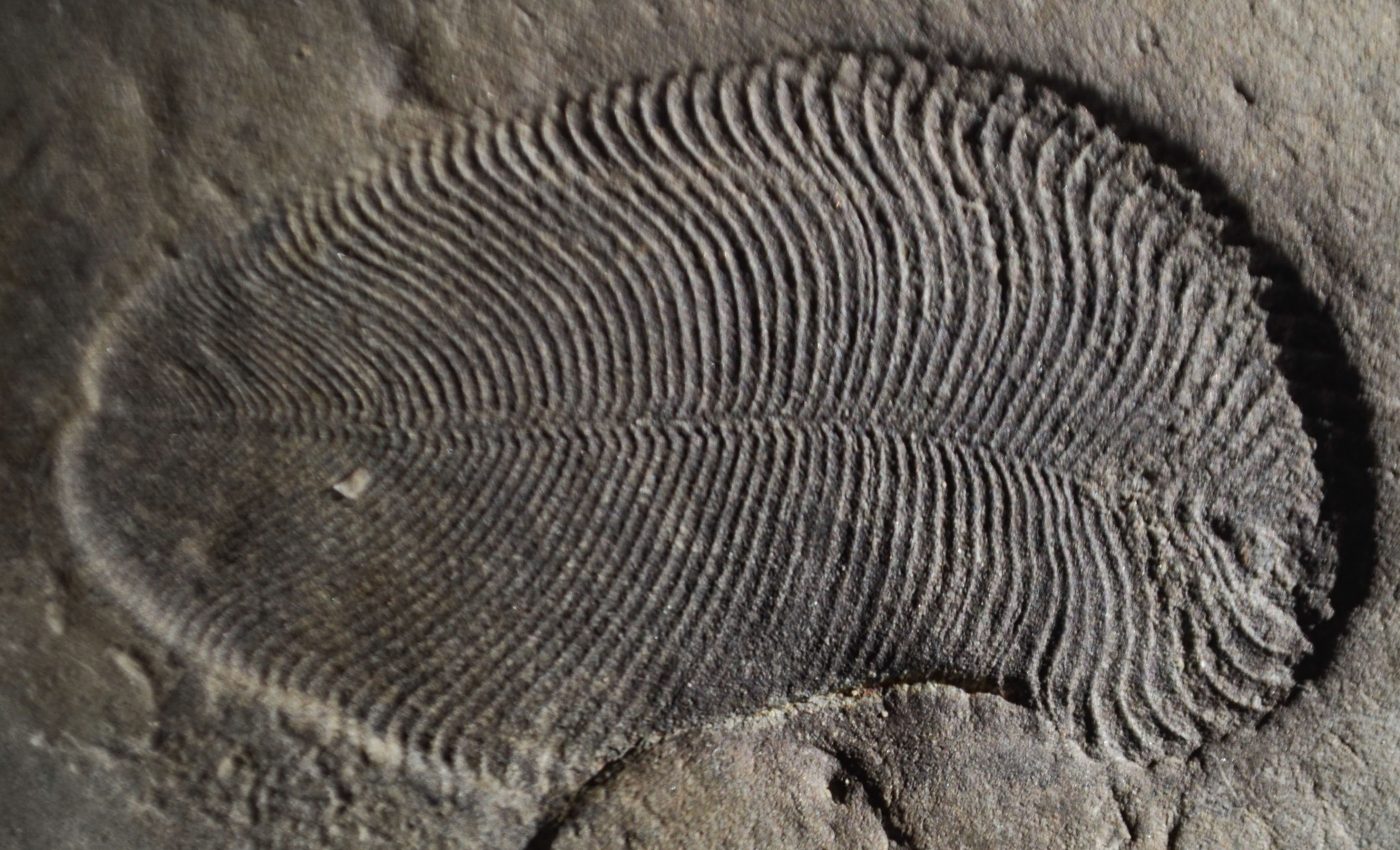 Oldest known animal discovered from fossilized fat molecules