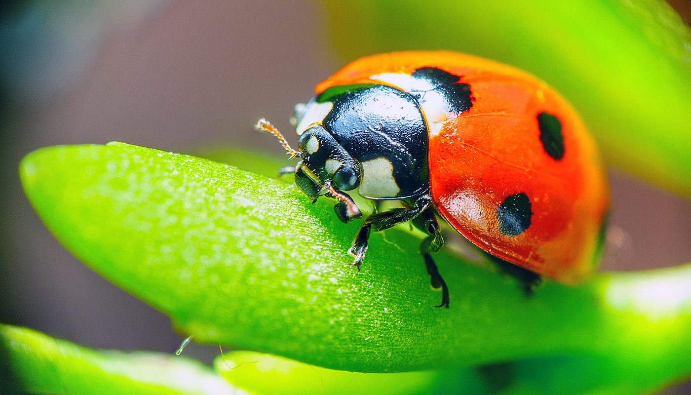 Some flying insects are mysteriously vanishing at an unusual rate