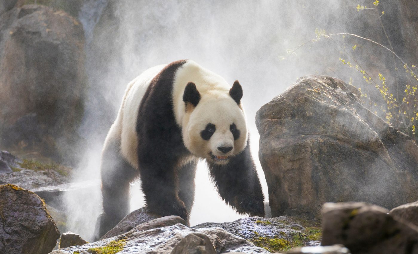 Giant panda calls carry important information about their identity