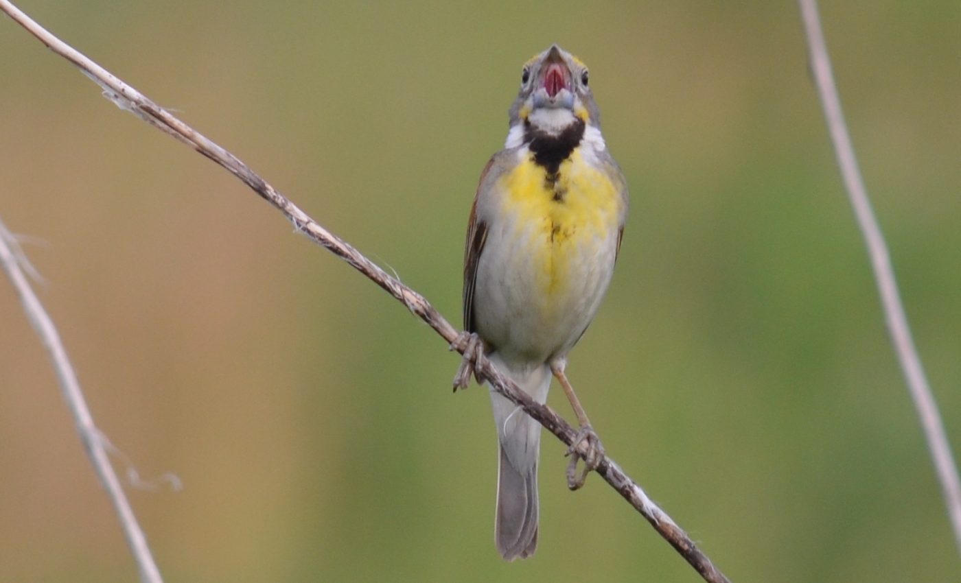 Birds developed a special separate organ to sing unique sounds
