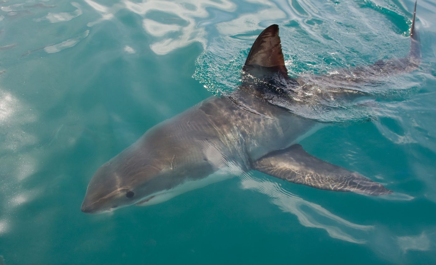Study finds shark finning is unsustainable, calls for market halt