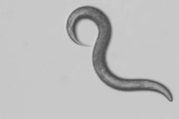 DEET is repelling insects by confusing and disorienting them