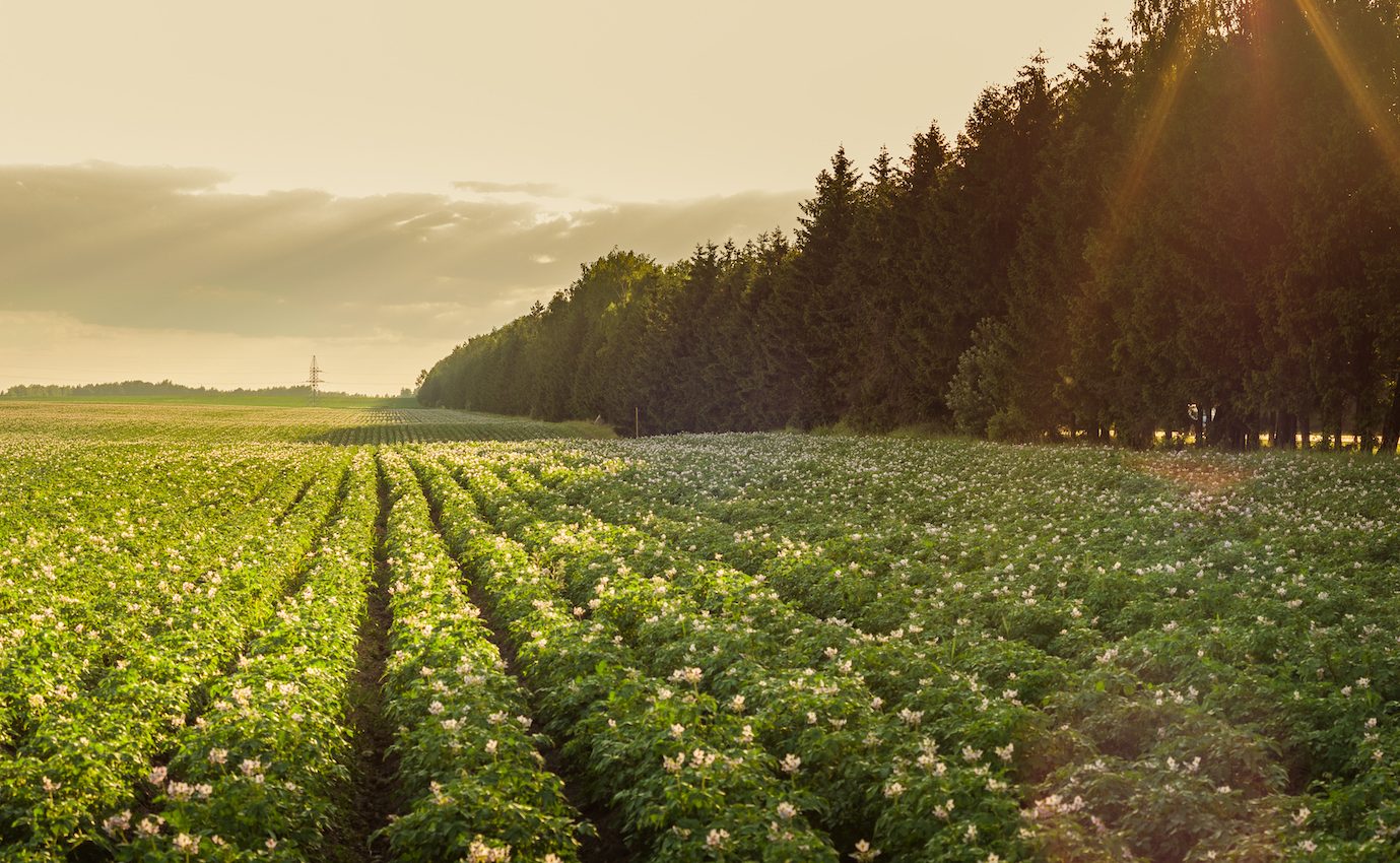 Satellites can help stabilize the European potato industry