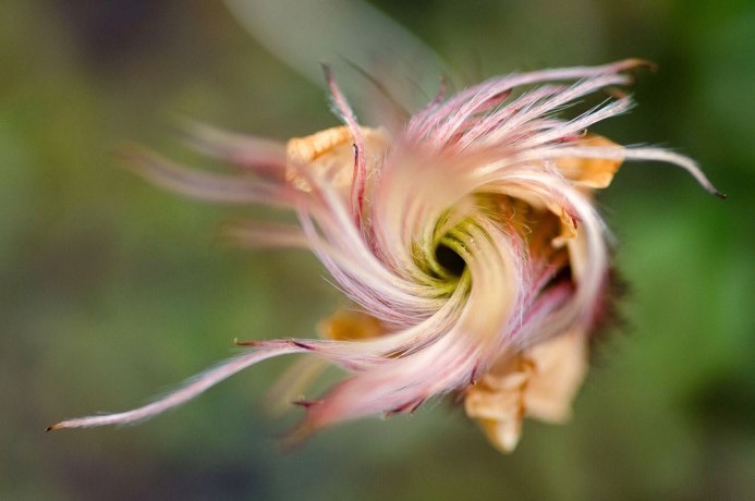 Plants in the Arctic are growing taller due to climate change