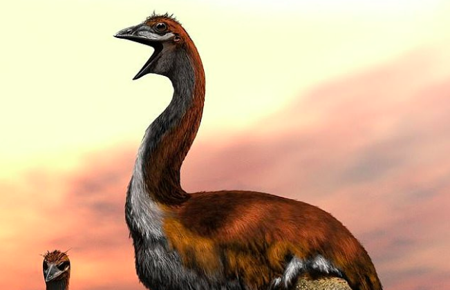 The world’s largest bird ever lived in Madagascar 1,000 years ago