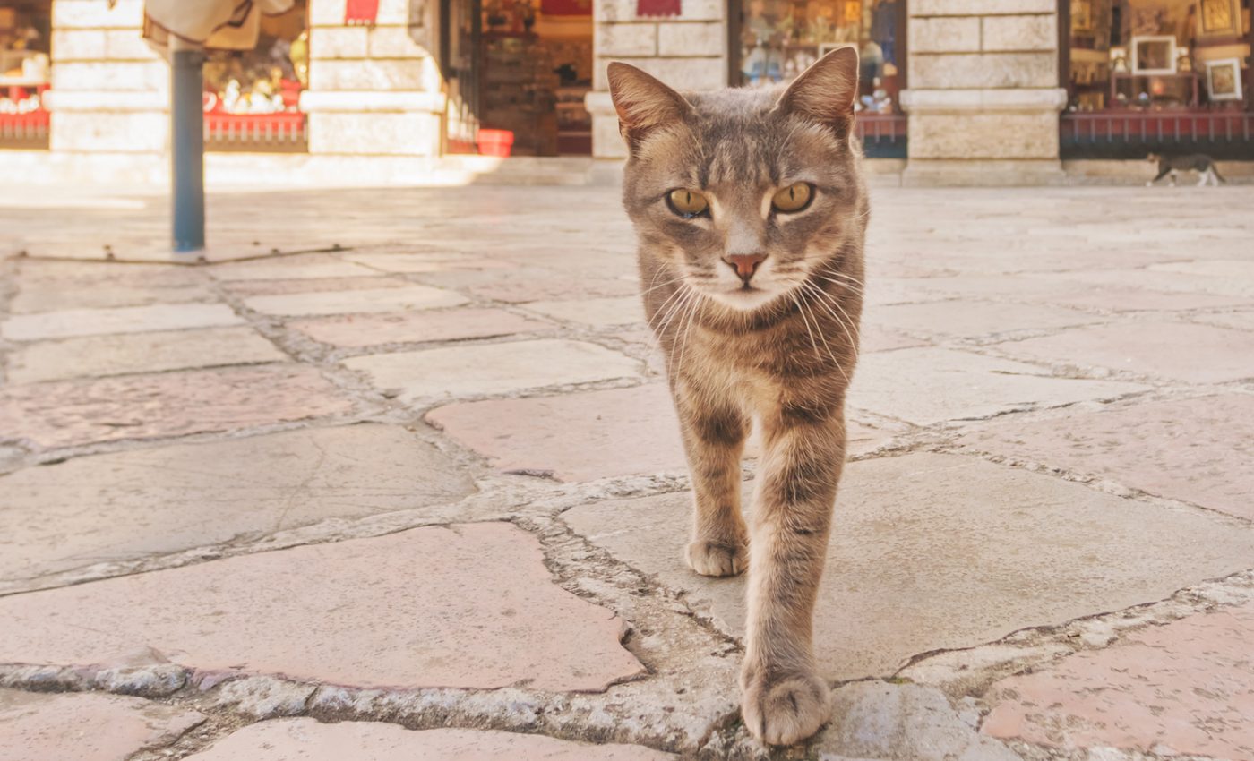 Cats are ineffective at controlling city rat numbers