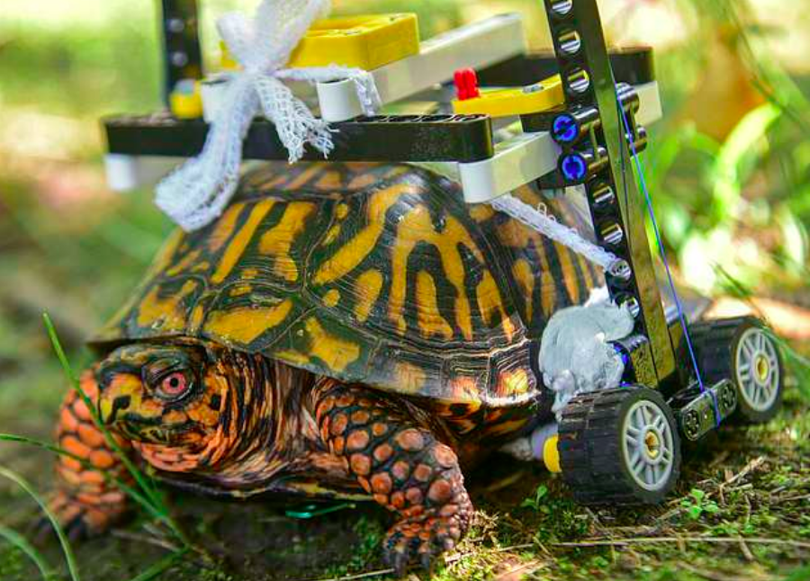 Zoo builds wheelchair to help turtle recovering from a broken shell