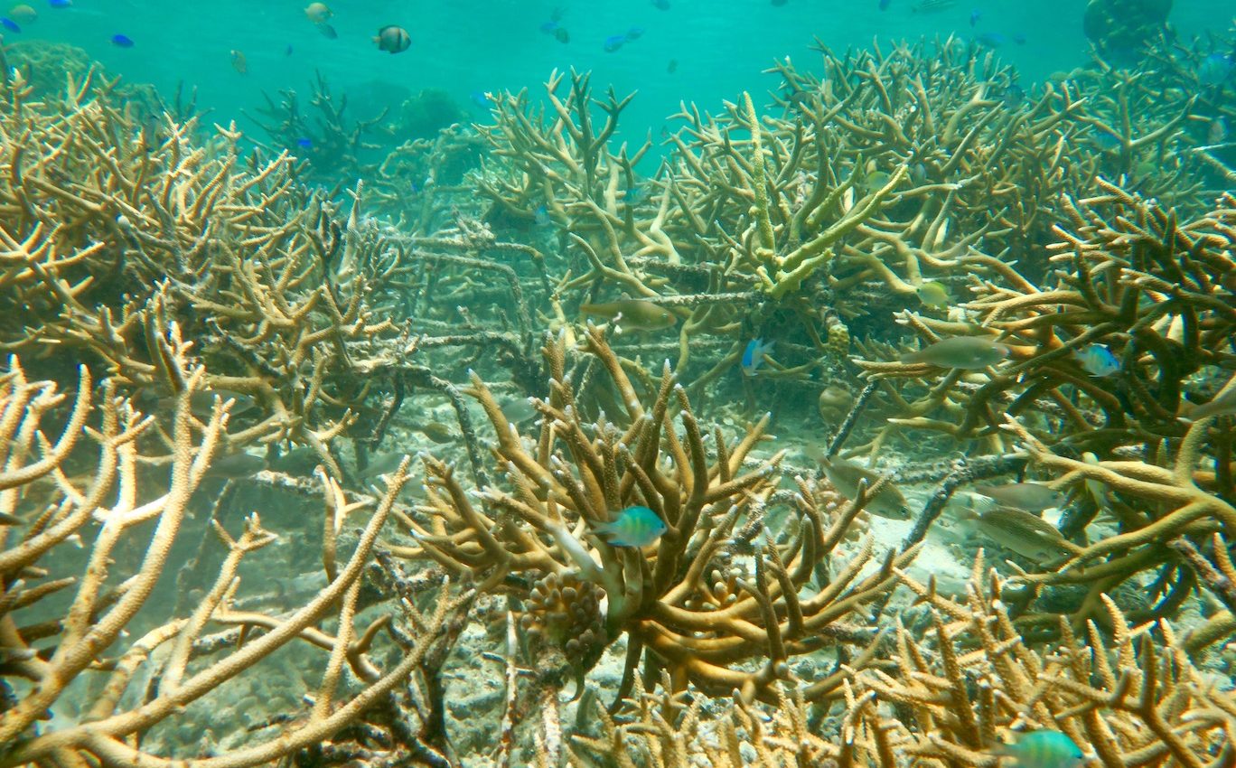 New methods of rehabilitating coral reefs have proven successful