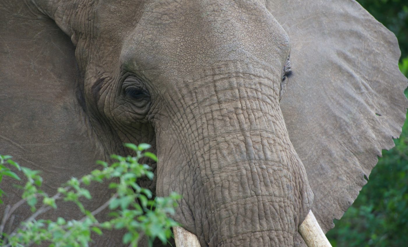 African elephants evolved wrinkled skin to help them cool off