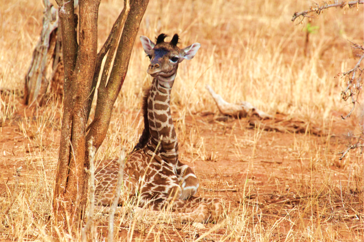 Baby giraffes inherit their spots from their mothers