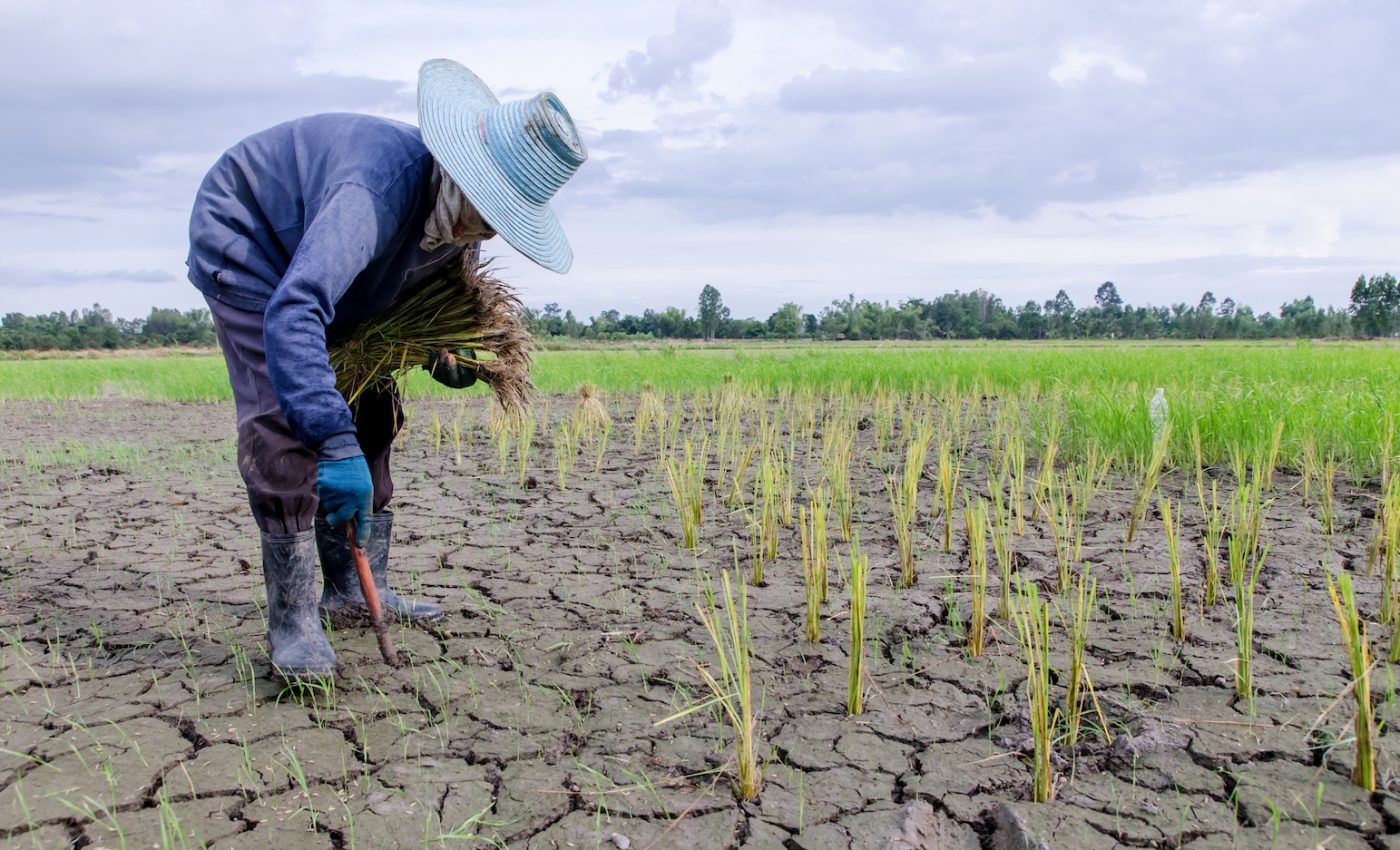 Droughts will become twice as costly if global warming continues