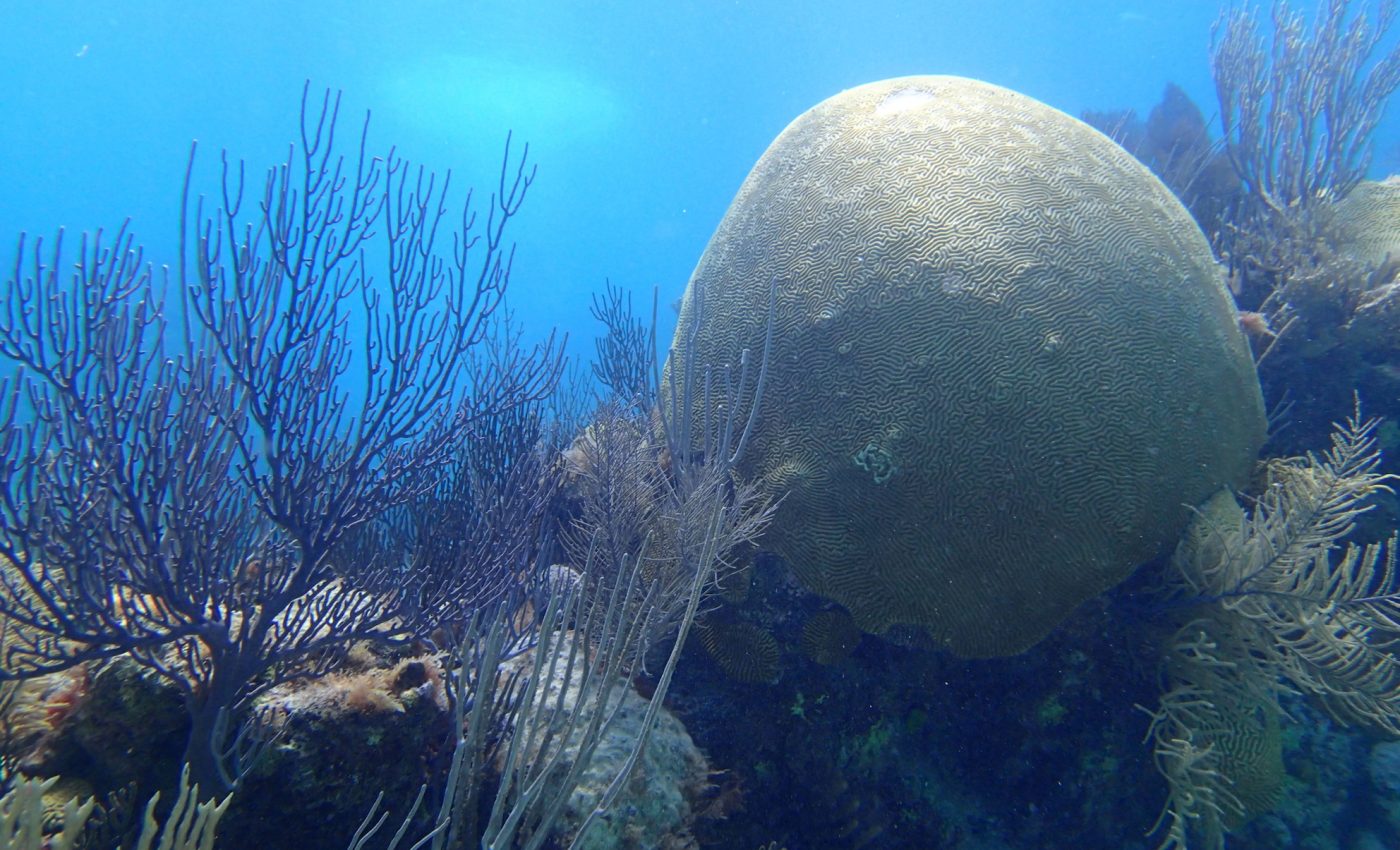 How does nitrogen pollution affect marine life in the open ocean?