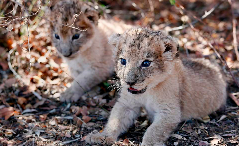 First lion cubs conceived with artificial insemination are healthy